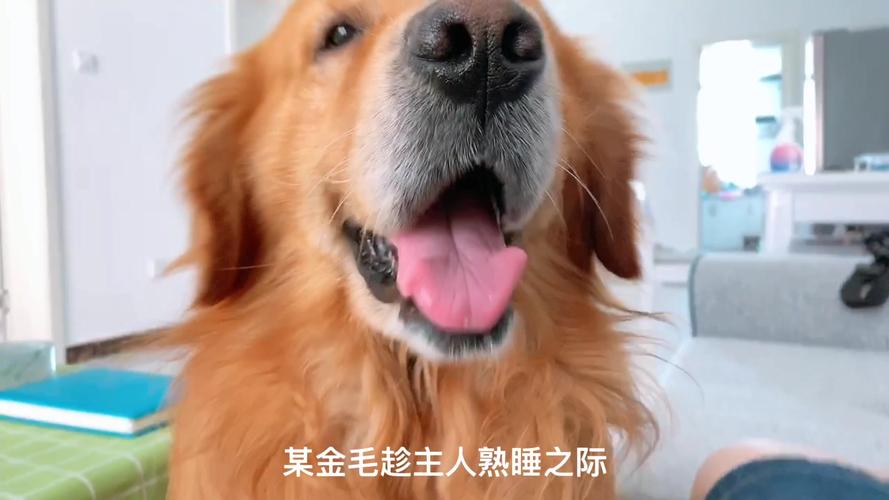 新澳門開獎記錄新紀錄和金毛疑蹭空調(diào)被打死與金毛被扔下樓