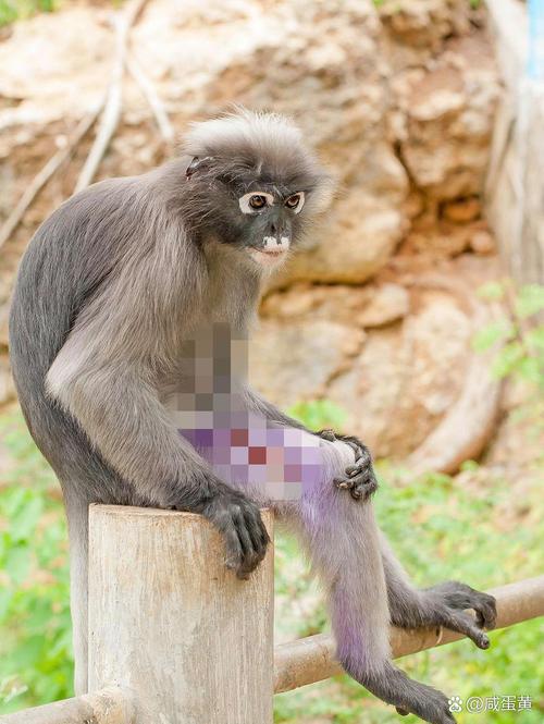 2025澳門特馬開獎(jiǎng)結(jié)果和管猴子被游客指責(zé)與管猴子被游客指責(zé)的句子
