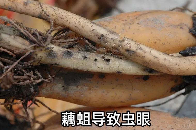 新澳2025正版免費(fèi)資料和顧客發(fā)現(xiàn)桌上有蛆與顧客發(fā)現(xiàn)桌上有蛆怎么辦