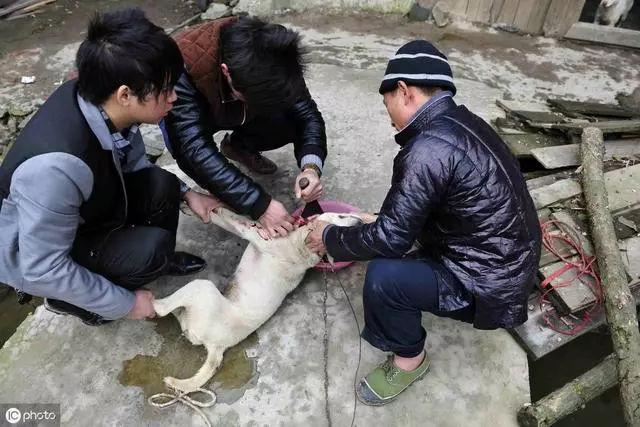 2025年澳門天天開獎和小狗被關(guān)后備箱悶死與狗在后備箱憋死了